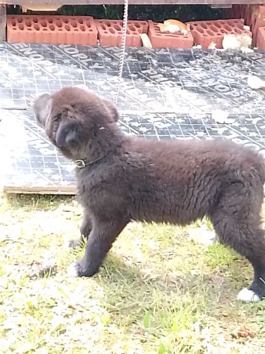 Каракачанка  куче