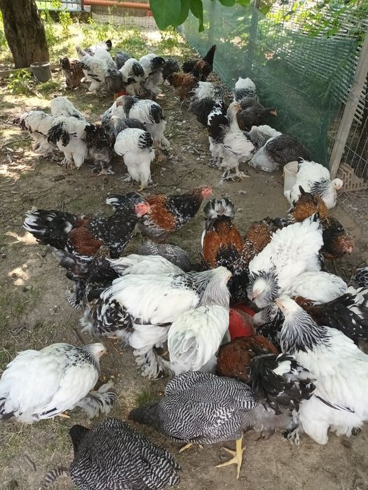 Brahma herminat deschis și brahma porțelan