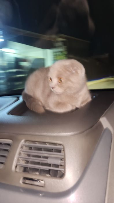 5 oylik mushukcha Tualeti va qumi bilan