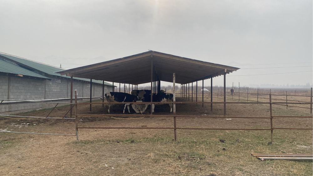 Домашнее свежее МОЛОКО