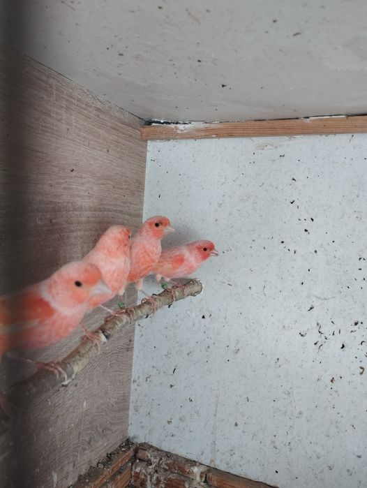 Канарейки разные