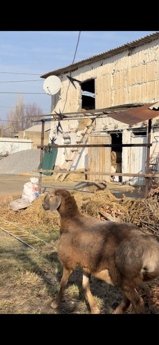 Арашан сын Депутата