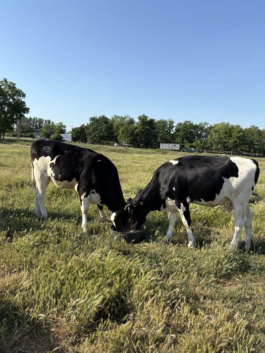 Juninci holstein cu pedigree