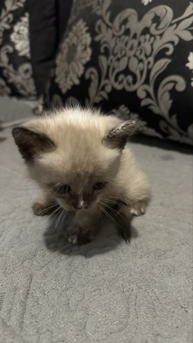 Котята бесплатно