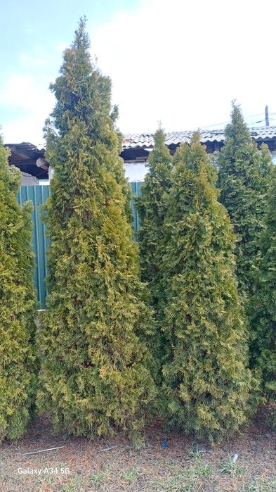 Продам туи от 60см до 3 метров