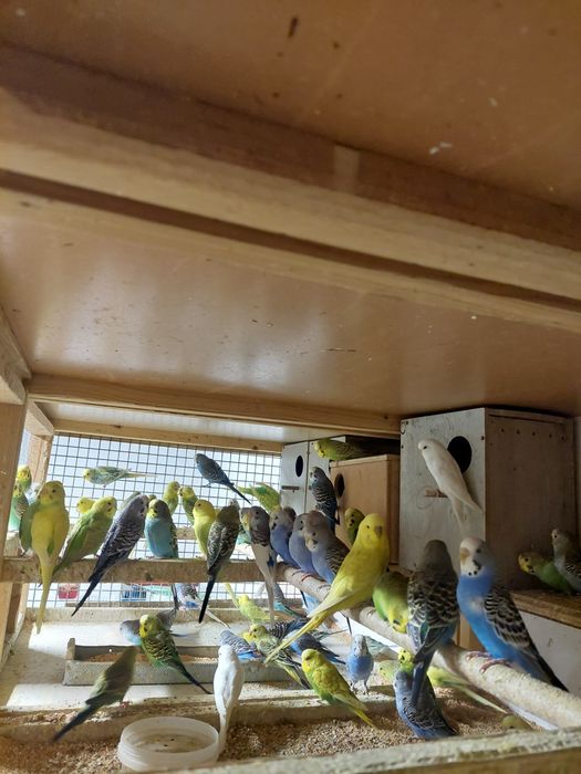 Prepelițe și  peruși