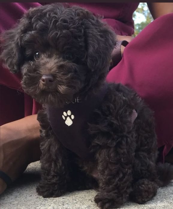 Maltipoo Fetiță F B