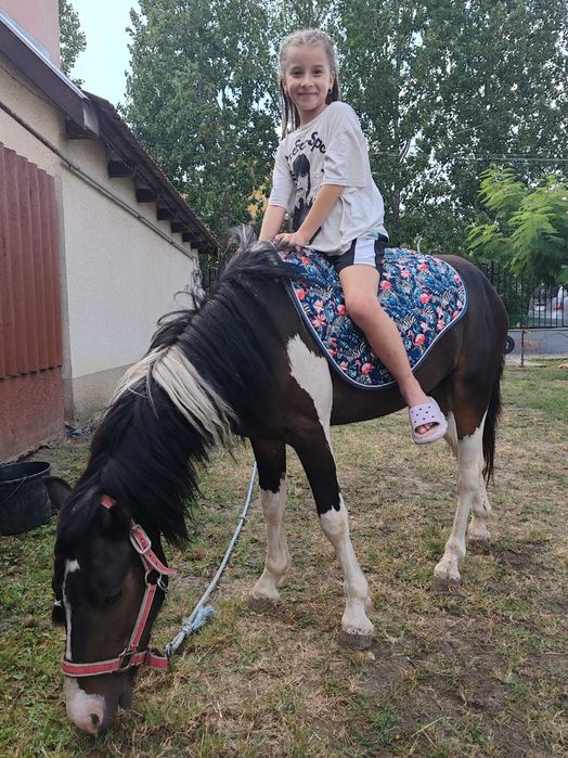 Ponei talie mare