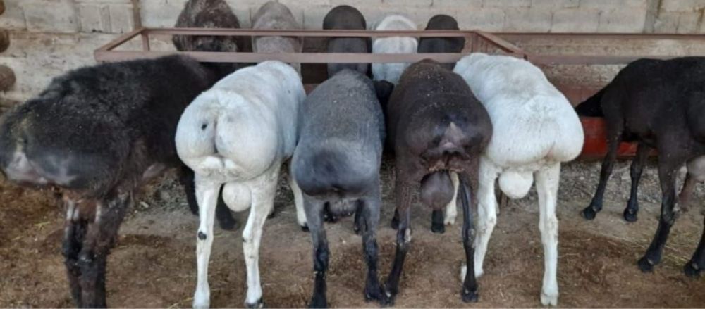 Семиз кой токтылар бар