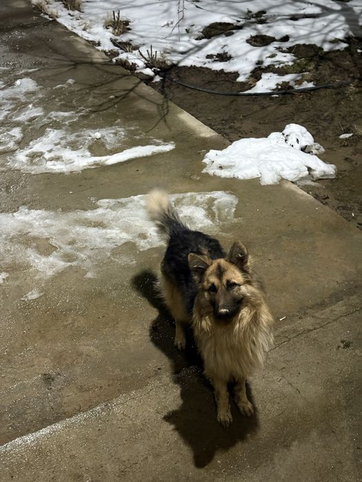 Немецская овчарка