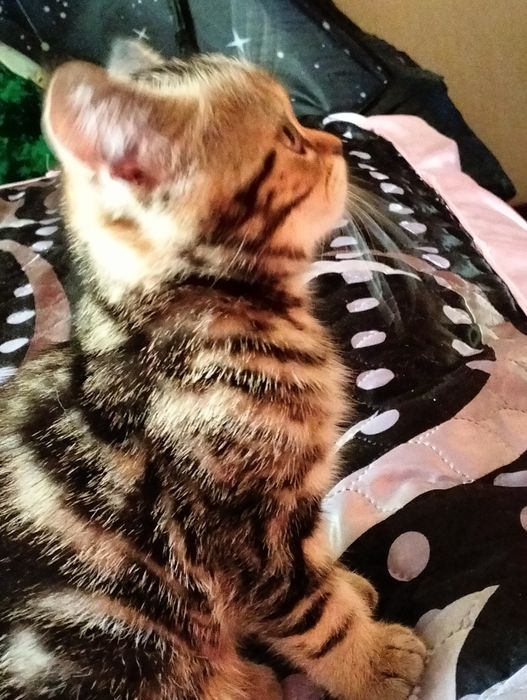 Котенок 2 мес британский короткошёрстный