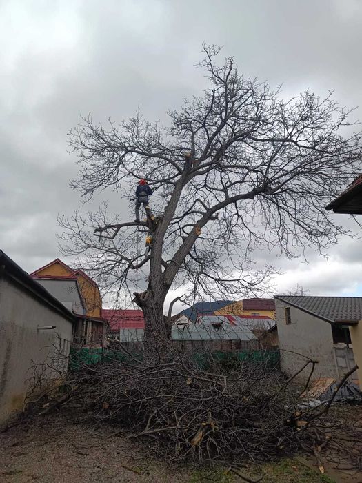 Alpinism Utilitar in Brasov - Constructii, Toaletari Copaci, Reclame