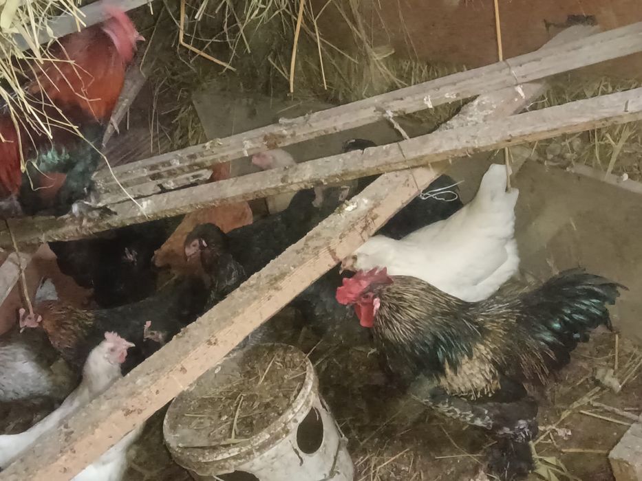 Куры несушки по 3500