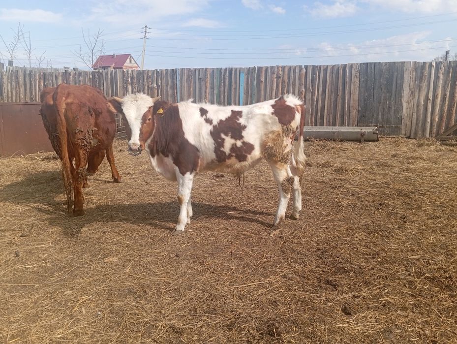 Продам бычка и телочку