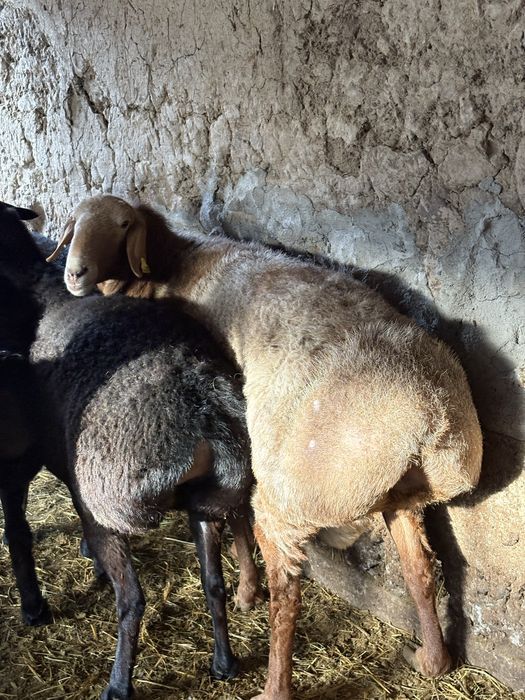 Гисарские тохлы !