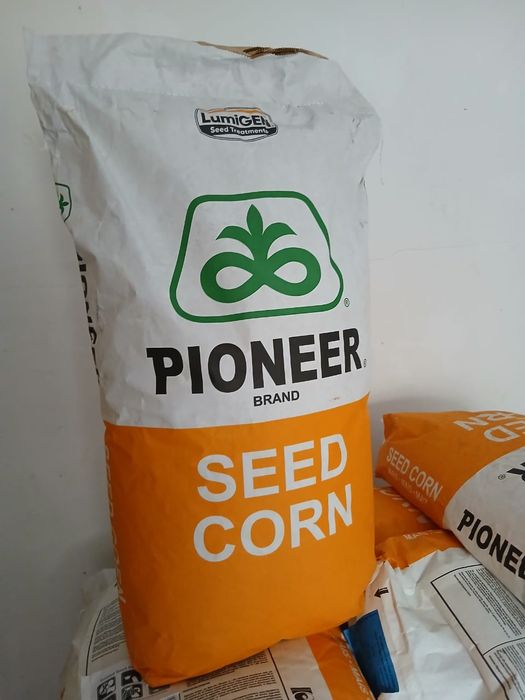 Пионер жүгері ұрық