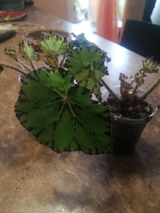 Комнатные растения