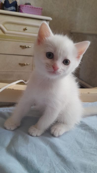 Отдам котят в добрые руки