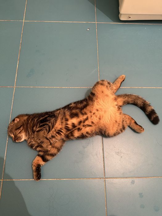 Вязка шотландского кота