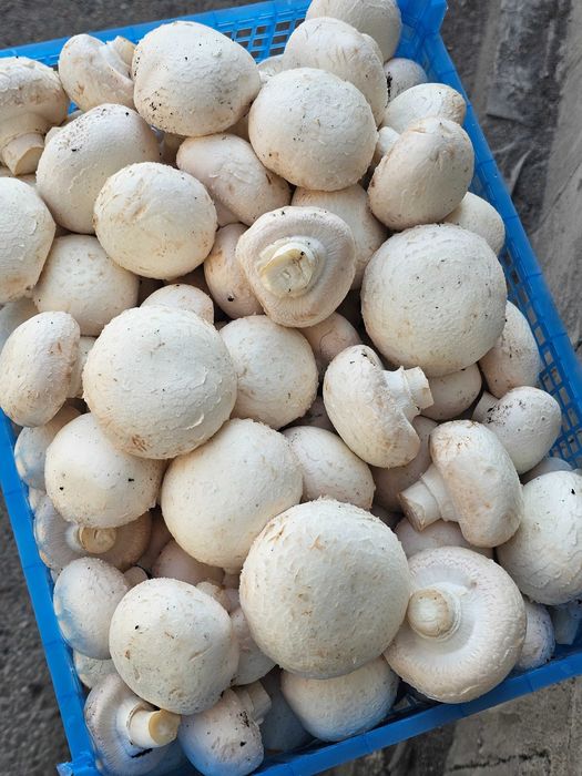 Продам грибницу шапиньенов.