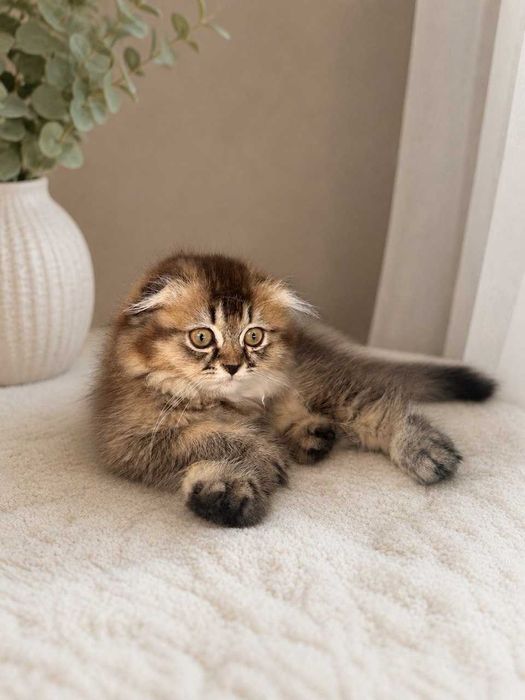 Шотландские длинношерстные котята - две девочки и мальчик