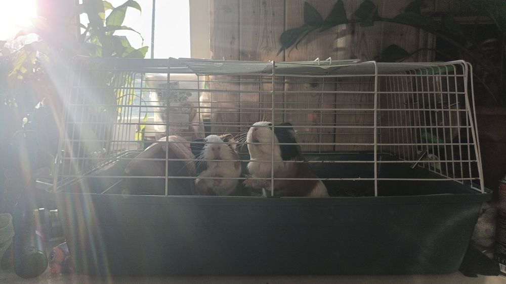 Продам морских свинок