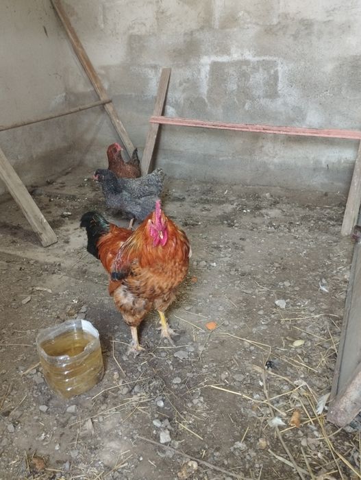 Петуха  домашний