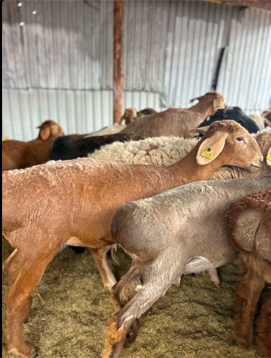 Қой, Тоқты, Бараны