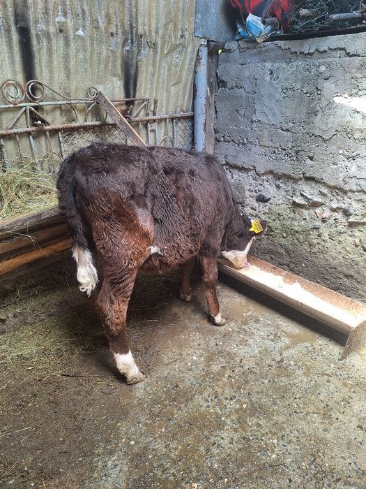 Vând vițică 3.5 luni