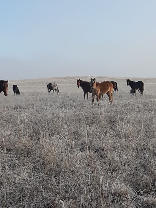 Жылқы сатылады 3 бас