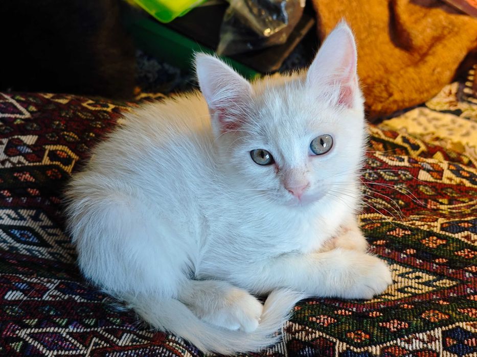 Белого котёнка в добрые руки!