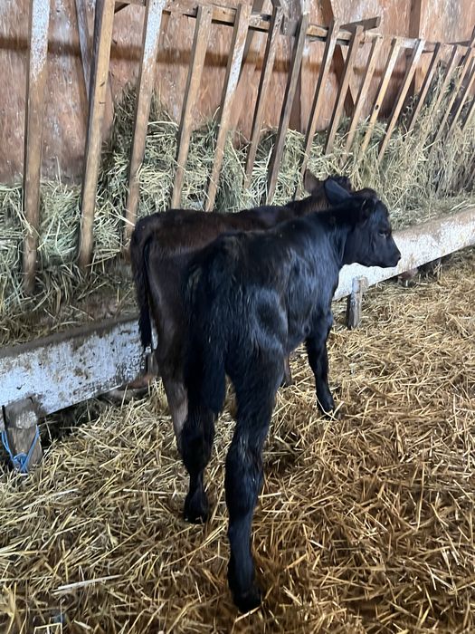 Aduc vitei pe comanda