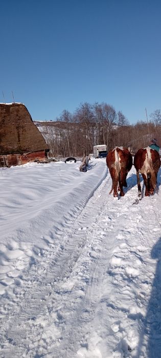 Vind boi la garanție pentru  muncile agricole
