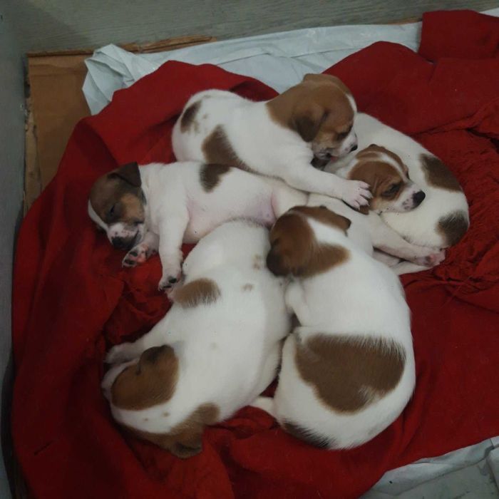 Джак Ръсел Териер