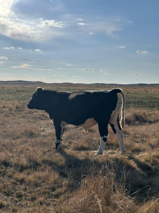 Продается бычкииии