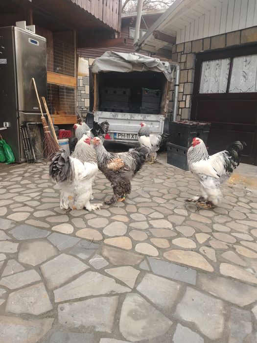 Cocosi Brahma diferite varietati