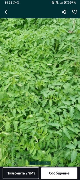 Прадаю рассаду клубники и помидор