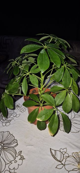 Продам комнатные цветы