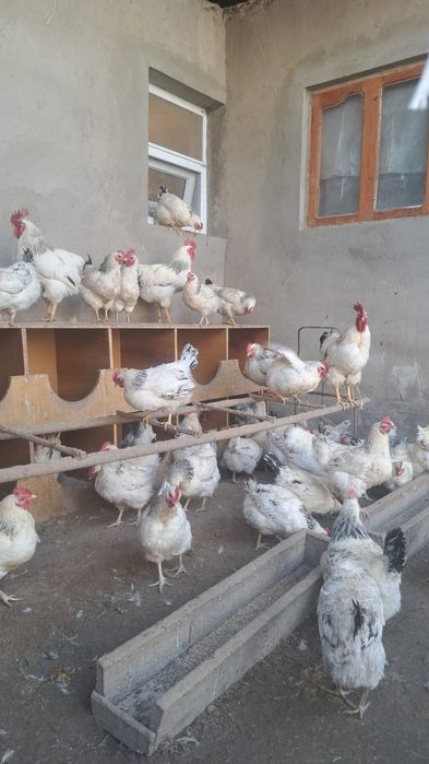 Продаются  Куры!