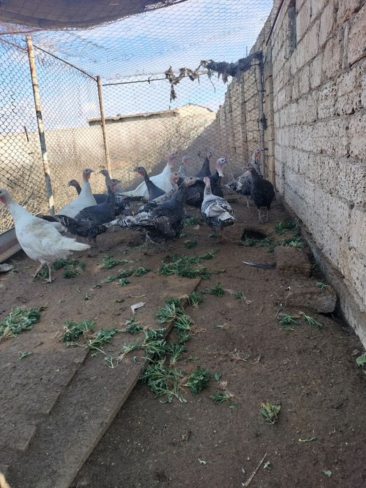 Продам взрослых индюков