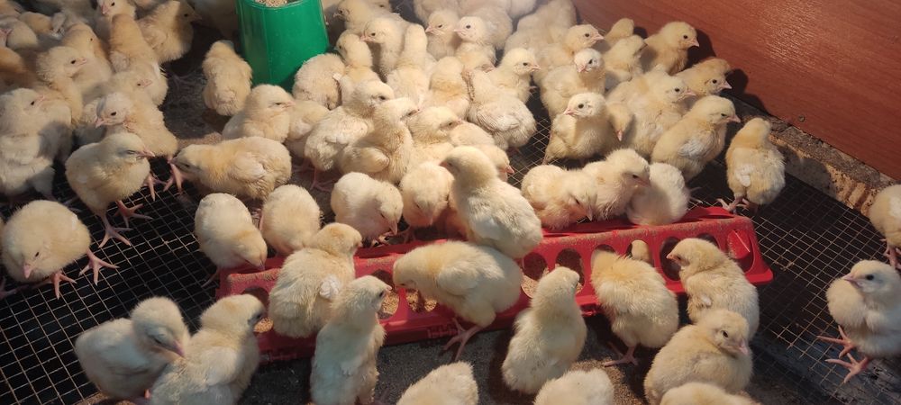 Продам цыплят бройлеров