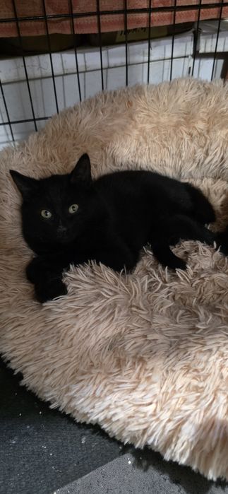 Отдам в добрые руки