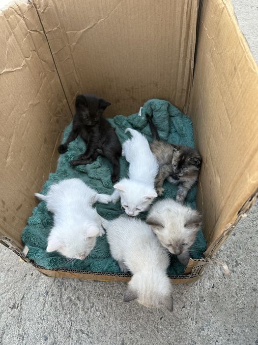 Отдам котят в хорошие руки