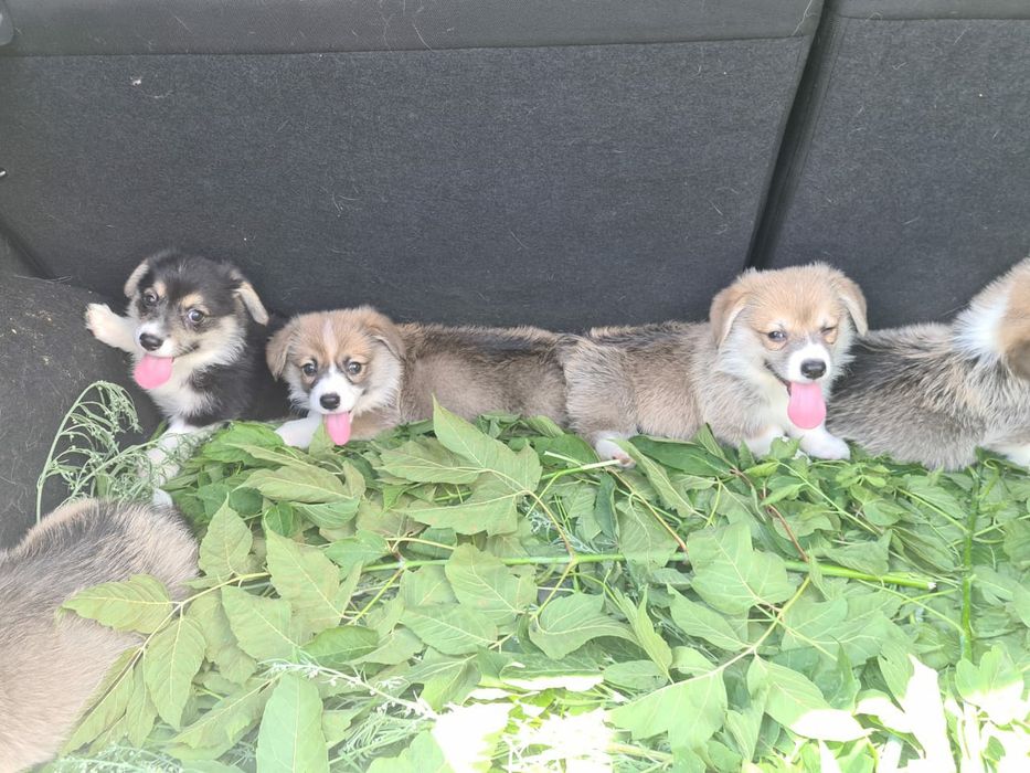 Продам щенков вельш корги пемброк