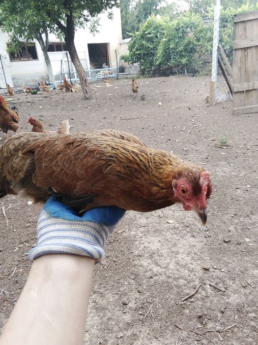 Курица японская продам