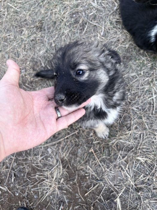 Щенок бесплатно