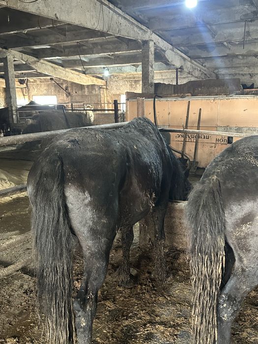 Жас биелер, байталдар сатам