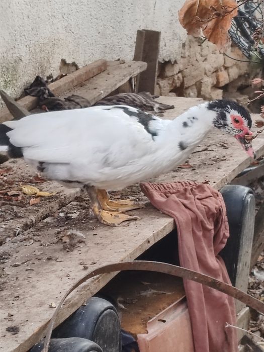 Vând 6 rațe mute crescute bio