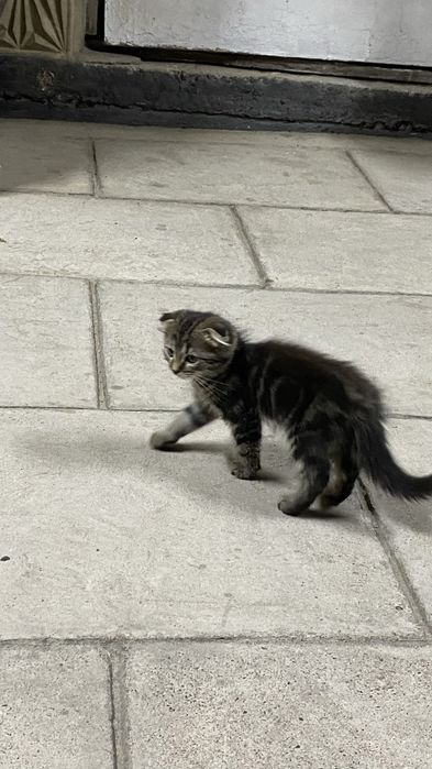 Котята домашние