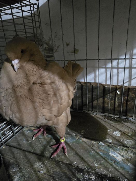 De vanzare femelă king